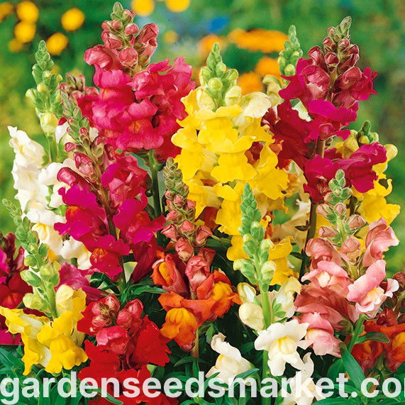 Leeuwenbek Rainbow Antirrhinum Majus Nanum Kleurrijk Spektakel En