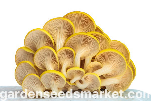 キノコ　北アメリカ　ヨーロッパ　図鑑　洋書　Mushroom マッシュルーム