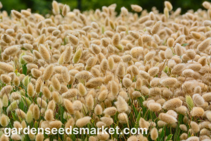 Semi Erba Coda Di Lepre - 250 Semi Lagurus Ovatus Per Giardino E Balcone - Foto 2