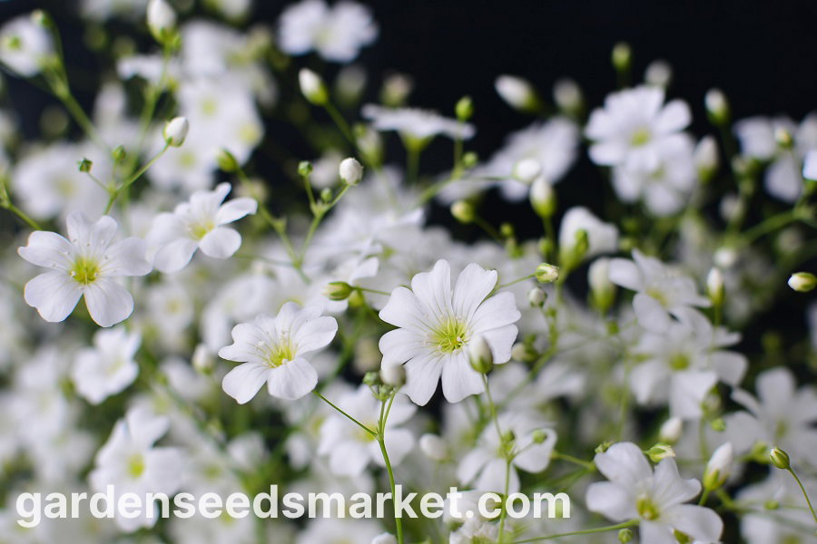 Gipskruid | Covent Garden | Gypsophila elegans | Jansen Zaden