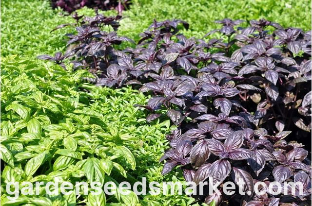 Basil variety mix - COATED SEEDS - 50 seeds – Garden Seeds Market ...