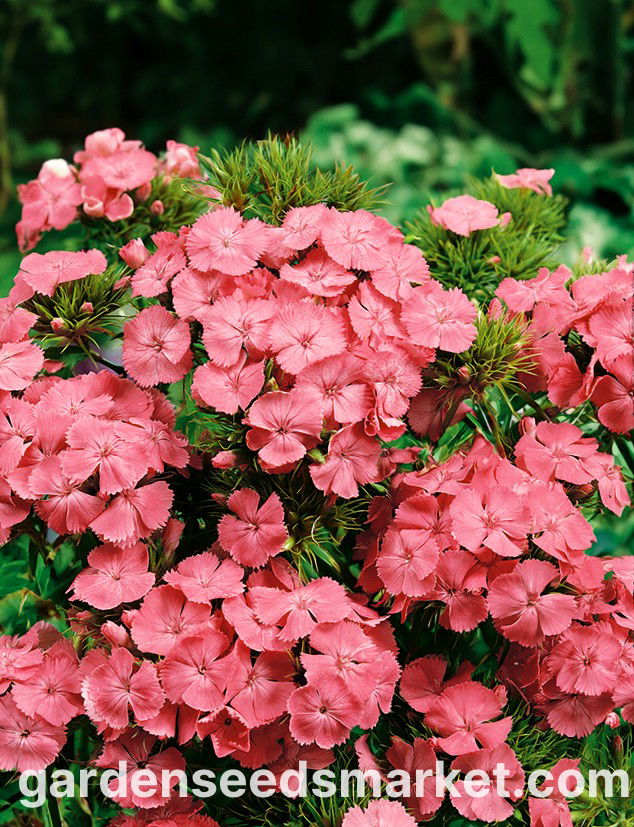 ORANGE / Sweet William 【公式通販】