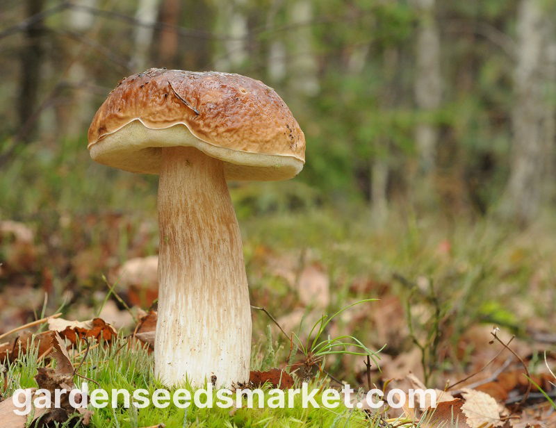 落葉キノコセット+カラカサタケ-7種-菌糸体、産卵 - – Garden