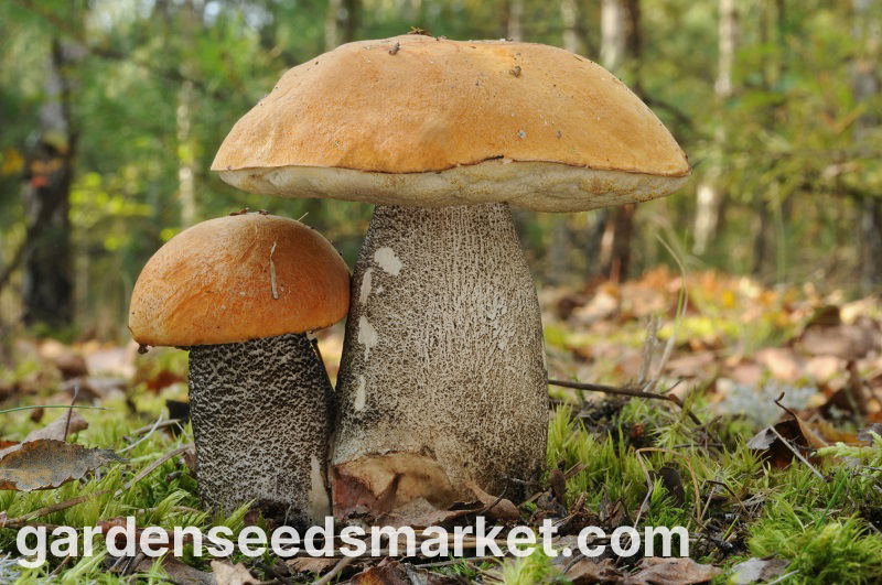 落葉キノコセット+カラカサタケ-7種-菌糸体、産卵 - – Garden