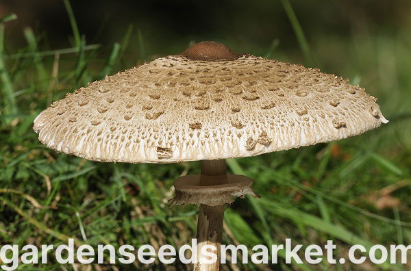 針葉樹キノコセット+カラカサタケ-7種-菌糸体、産卵 - – Garden