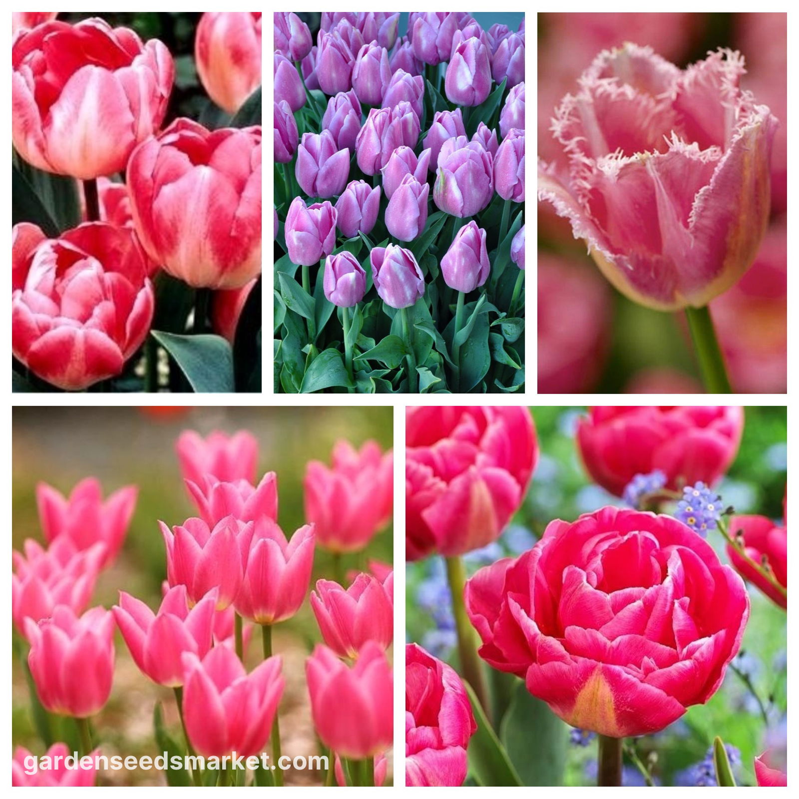 ≪農園≫チューリップ★３品種　赤・ピンクより★ＬＬ５０本　生産者よりお届け チューリップ紹介 後編: うるわしのガーデン！・・・までの長い道のり