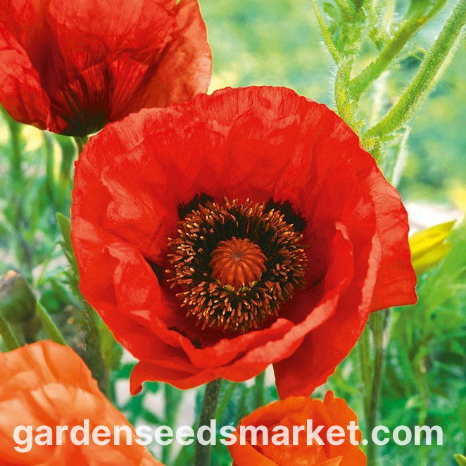 オリエンタルポピー「美の女」-赤、縮れた品種 - – Garden Seeds