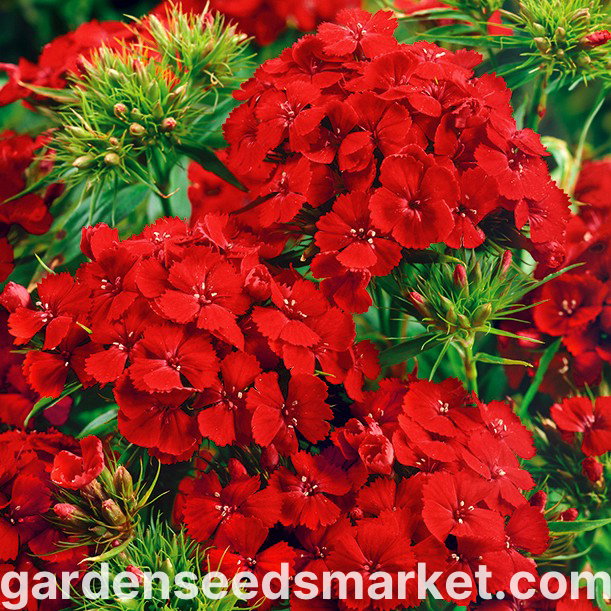 Lieve kerstgroetjes bloemenzaden zaden | Happy Seeds webwinkel