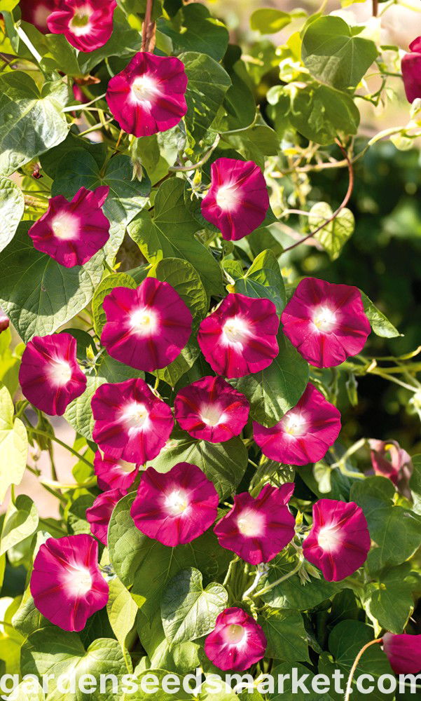 常见的牵牛花“Scarlet O'Hara”;高大的牵牛花，紫色的牵牛花--36