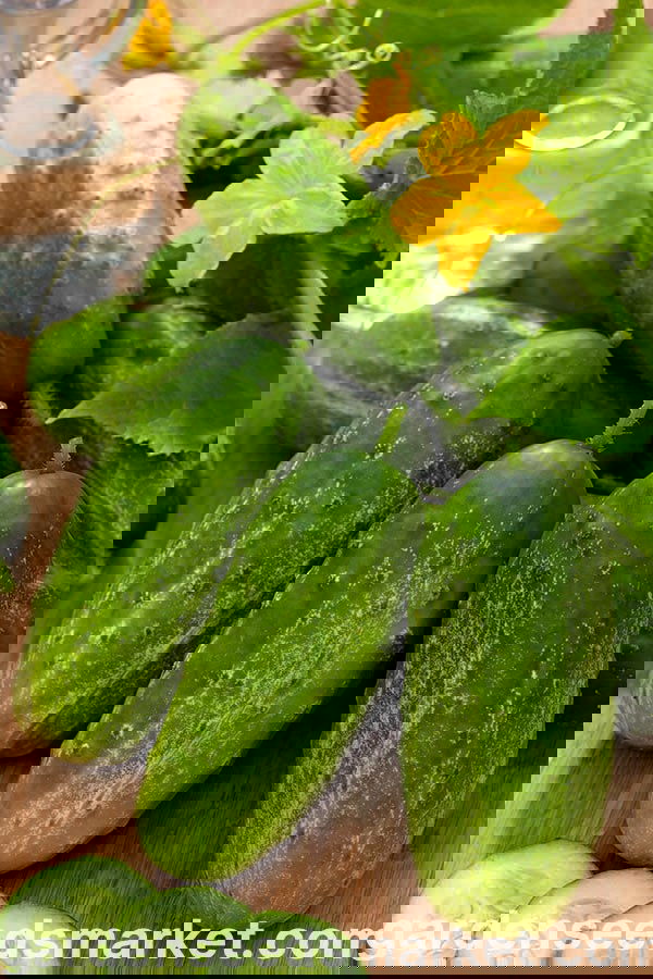 まがったキュウリ きゅうり – 株式会社信州山峡採種場