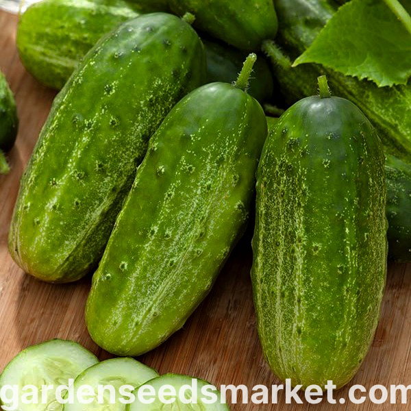 キュウリ「グロット」-酸洗品種-SEED TAPE - – Garden Seeds Market
