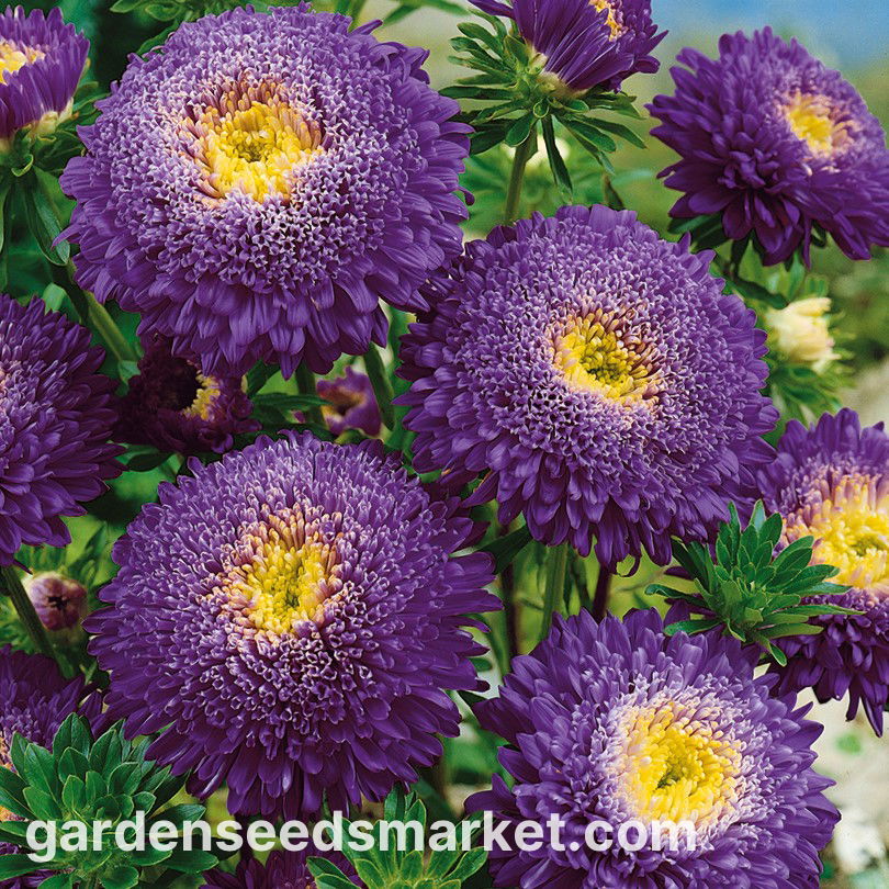 Reine-marguerite 'Pink Tower' - Callistephus Chinensis 'Pink Tower' - Le Jardin Du Pic Vert
