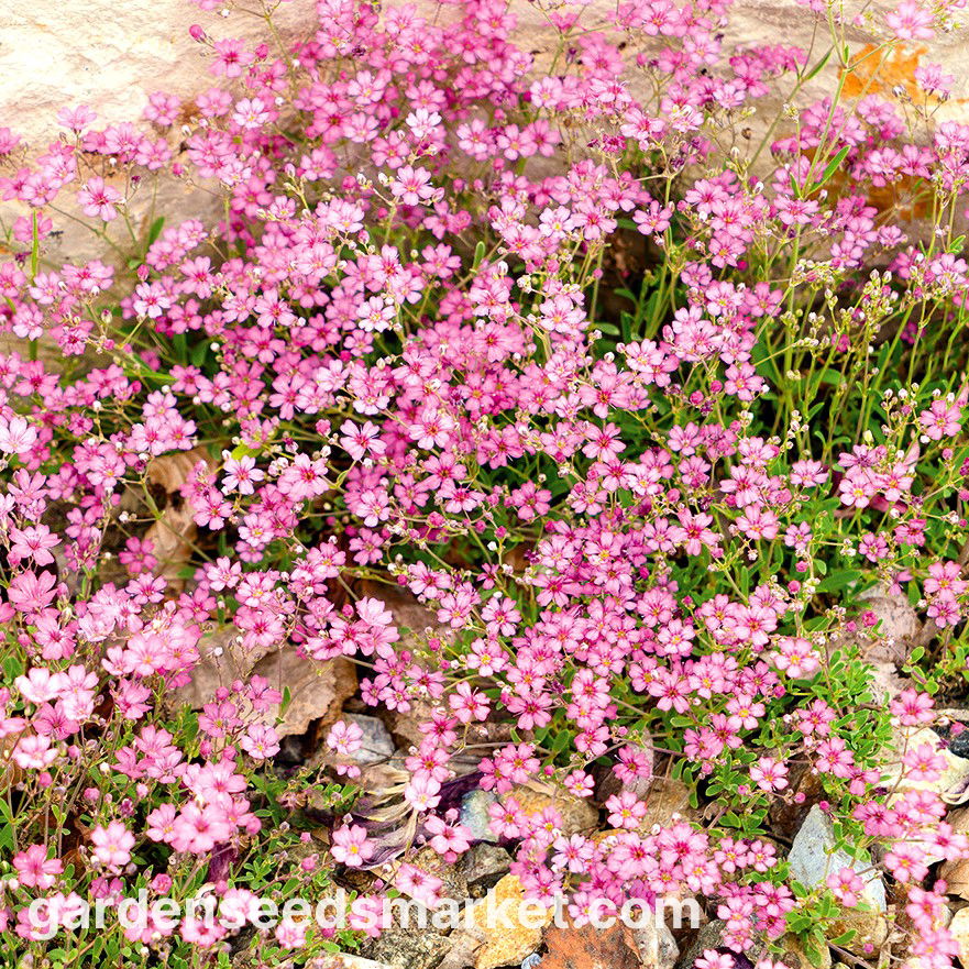ピンクの高山カスミソウ;忍び寄る赤ちゃんの息 - – Garden Seeds