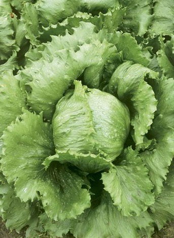 Rau diếp băng "Kumak" - để trồng trong nhà kính và ngoài đồng - BĂNG KEO  HẠT - – Garden Seeds Market | Miễn phí vận chuyển