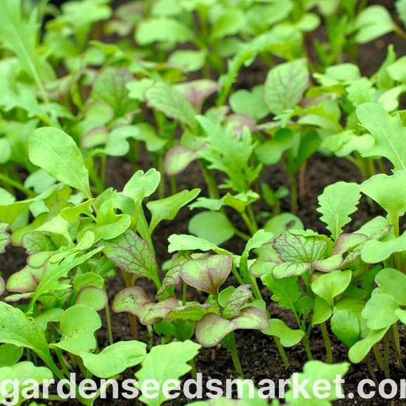 Semi Di Papavero Da Lattuga (Lettuce Poppy) &ndash; 100+ Semi &ndash; Valeyrac Exotics, Variet&agrave; Z 120