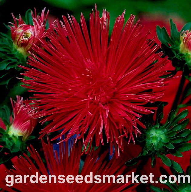 菊花石　薄紅色 岐阜県根尾谷産天然紅白菊花石81g［木台付き］花が綺麗