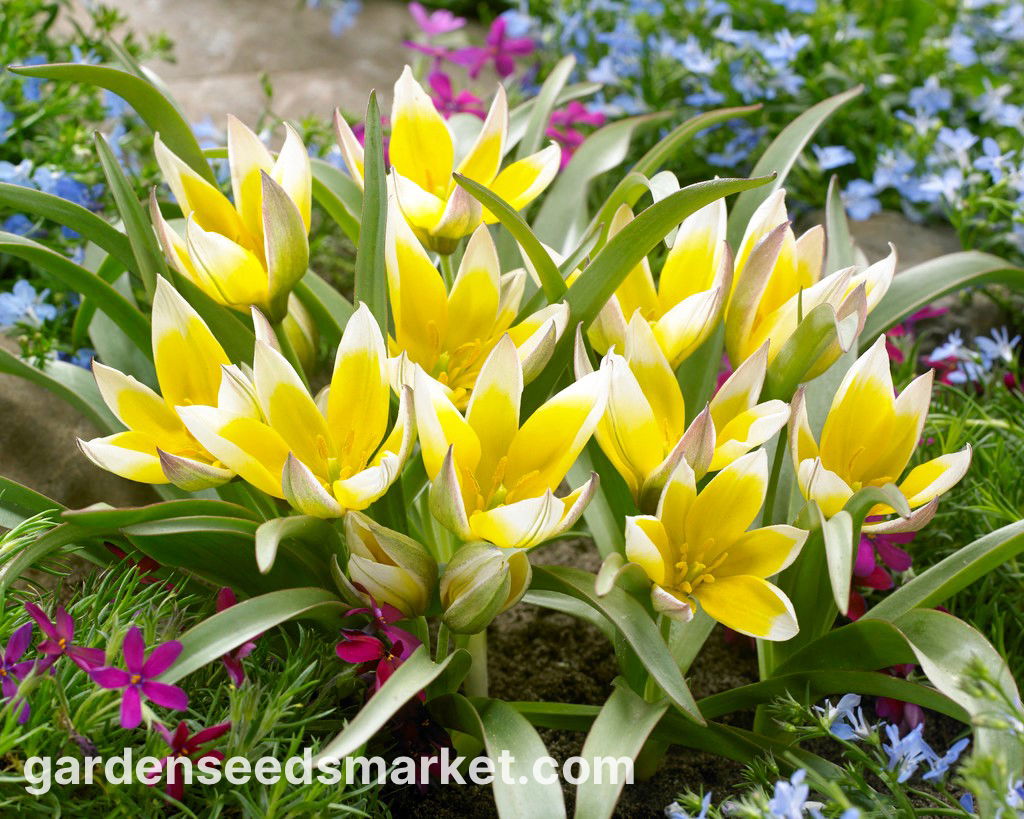 20 Bulbes De Tulipa (Tulipes) Tarda | Circonférence 7/8 Cm