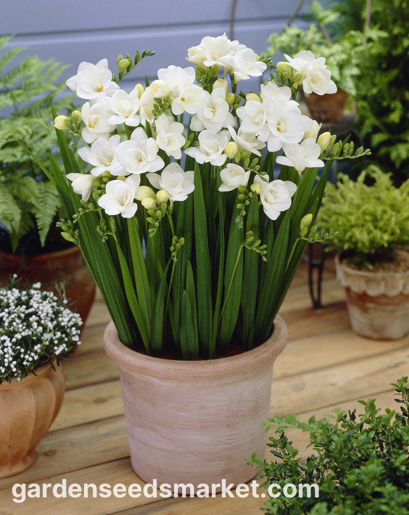 10 Bulbes De Freesia Double BLEU - Circonférence 6/8 Cm, Producteurs Néerlandais, Floraison Garantie