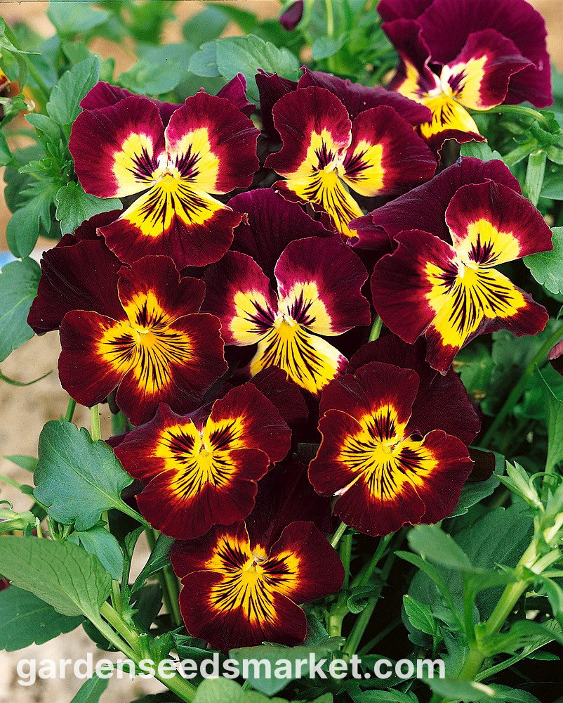 thumbnail image 2 of Pansy, Swiss Giant Silverbride (Viola Wittrockiana) - 50 Seeds - Seed Therapy – Southern Seeds 2 of 12