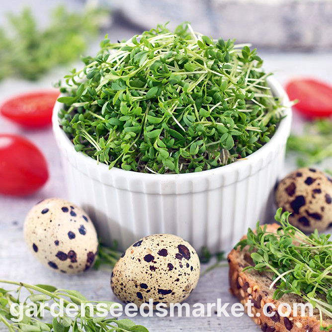 Semi Per Germogli Di Cavolo Riccio Rosso Portuguese - 100g, Ricchi Di Nutrienti, Italian Sprout - Foto 4