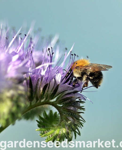 1 Kg Di Semi Di Facelia BIO - Pianta Mellifera Per Api, Fiori Viola - Masseria U Jumintaru