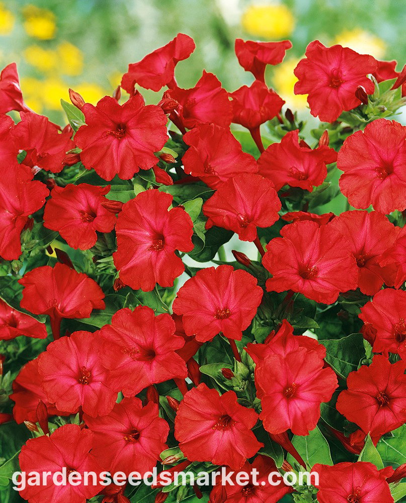 20 Semi Di Bella Di Notte Mirabilis Jalapa - Fiori Bianchi E Fucsia - Dal Salento, Italia