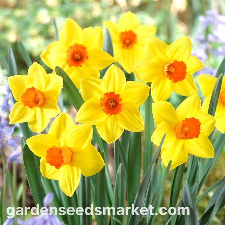 50 Bulbi Di Narciso Giallo - Da Piantare In Autunno, Per Giardino E Aiuole - Foto 9