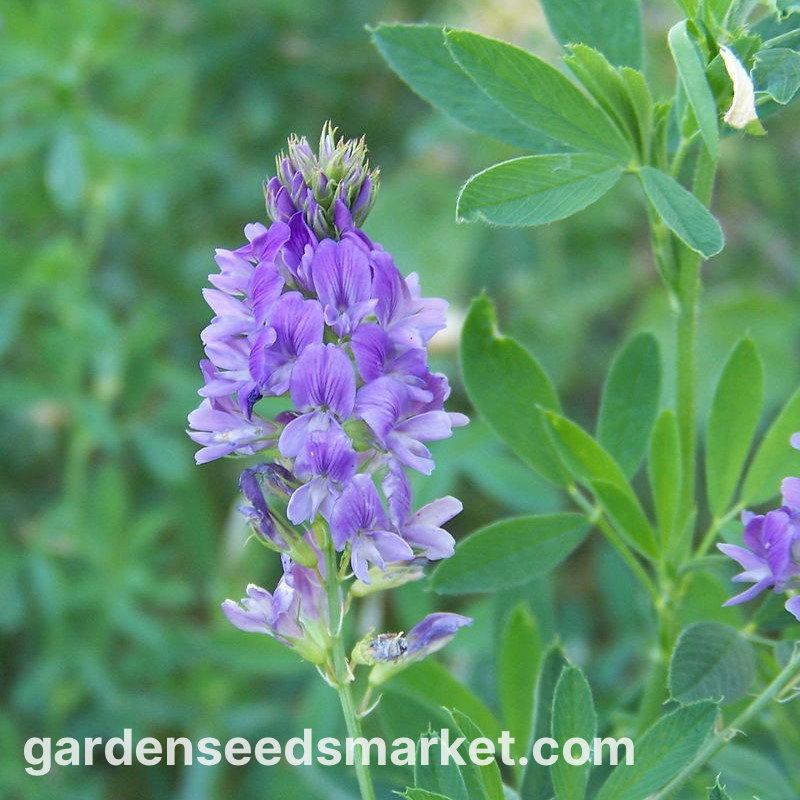 Luzerne - Algonquin - Medicago sativa - 0,5 kg - Hochproteinhaltiges Futter- Saatgut - Samen  Garden Seeds Market | Kostenloser Versand