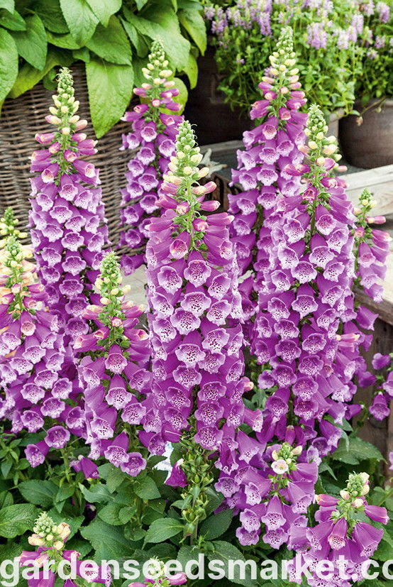 Semi Digitalis Purpurea - Mix Colorati Di Foxglove Naturali No OGM - Foto 8