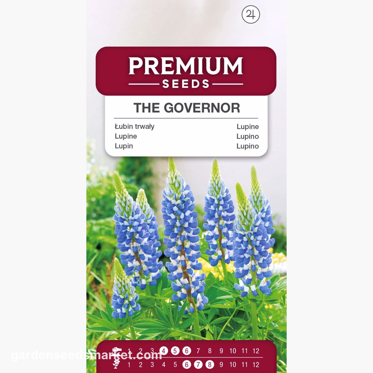 루팡 (Lupin) 주지사의 씨앗 - 루피 너스 폴리필 루스 (Lupinus polyphyllus) - 90 종