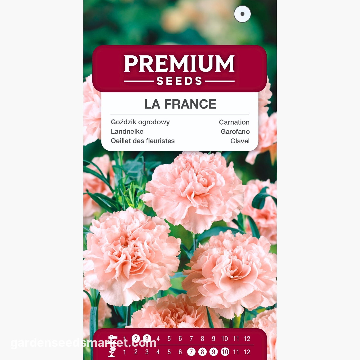 Carnation - La France - Dianthus caryophyllus - Classic charm for any  garden - Fresh Seeds  Garden Seeds Market | Free shipping