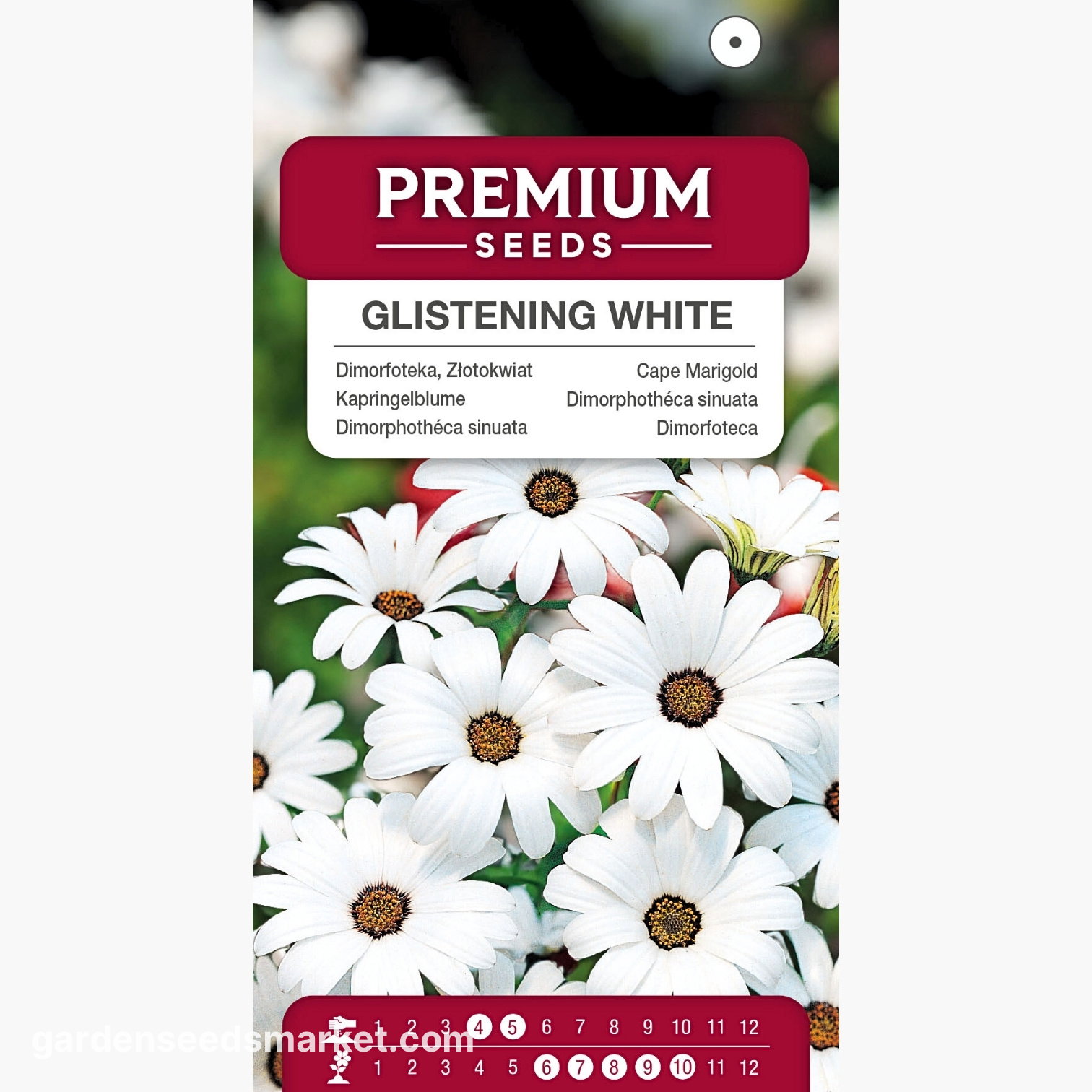 Cape Marigold - Glistening White - Dimorphotheca sinuata - Airy ivory ...