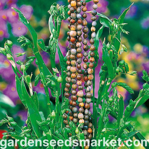 Semințe de lacrimi - Coix lacryma-jobi - 15 semințe – Garden Seeds