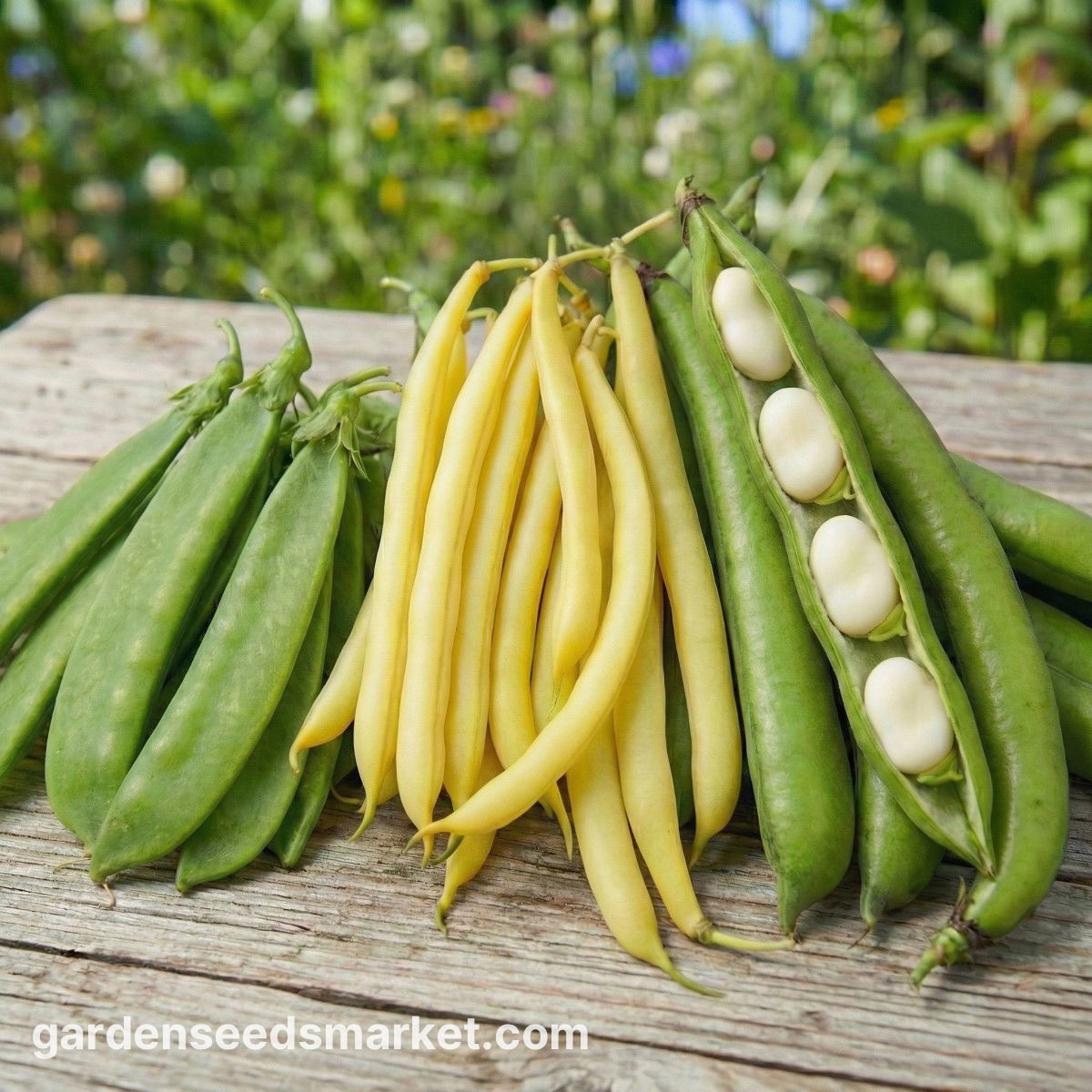 蚕豆，豌豆，豆类- 3种蔬菜植物的种子- - 種子– Garden Seeds Market | 免费送货