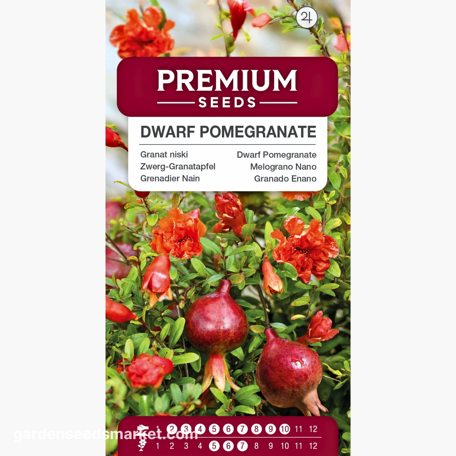ななちゃん　ザクロ 矮性のザクロの種 - Punica granatum var。ナナ - 27種 - シーズ