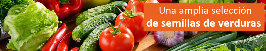 Vegetable seeds