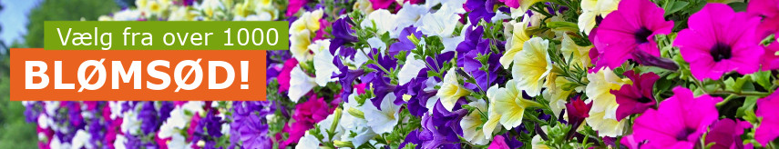Flower seeds