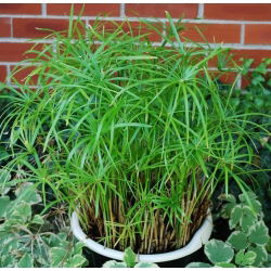 Umbrella Sedge, Biji Papirus biji - Cyperus alternifolius - 160 biji - benih