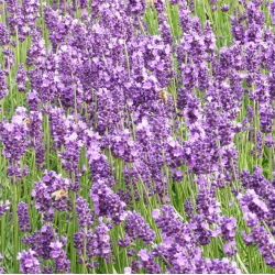 Hoa oải hương thật, hạt oải hương tốt - Lavendula vera - 180 hạt - Lavendula officinalis