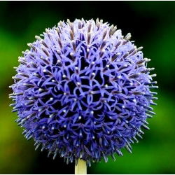 Globe Thistle frø - Echinops ritro - 120 frø