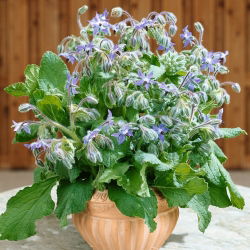 Borretsch - Borago officinalis - Heilendes Kraut mit beruhigender Wirkung - Samen