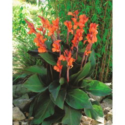 Canna, Blumenrohr Wyoming