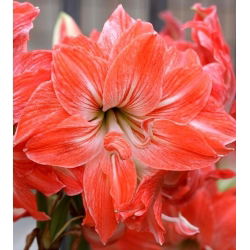 Hippeastrum Lady Jane - ampul / yumru / kök