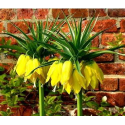 Vương triều - vàng; Fritillary đế quốc, vương miện của Kaiser - Fritillaria imperialis