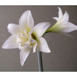 Hippeastrum Jewel - ampul / yumru / kök