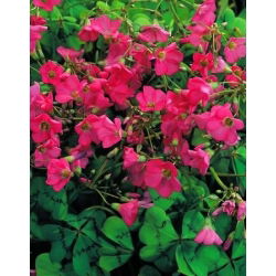 Oxalis deppei - paket med 25 stycken