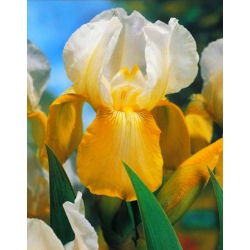 Iris germanica Putih dan Kuning - bebawang / umbi / akar