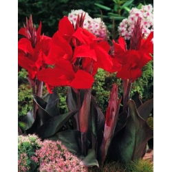 Canna - Black Knight