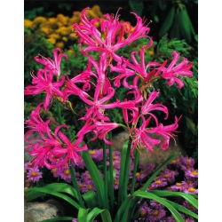 Nerine Bowdenii - 2 adet; Cornish zambak, Cape çiçek, Guernsey zambak, Bowden zambak