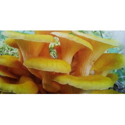Pleurotus citrinopileatus